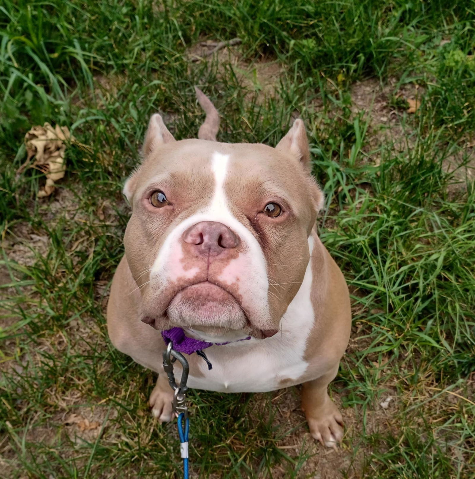 adoptable Dog in Crete, IL named Lil Chief