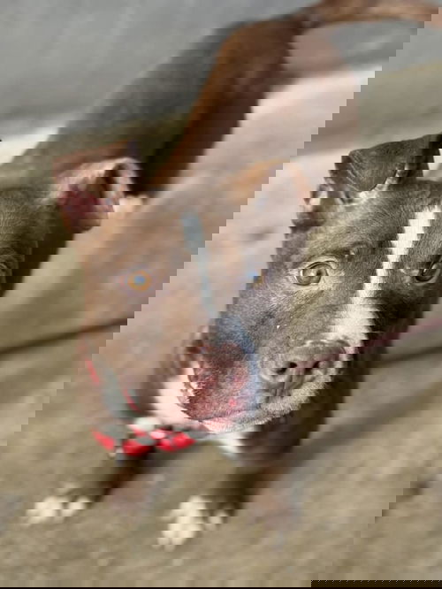 picture of the dog needing adoption