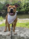 adoptable Dog in  named Dexter