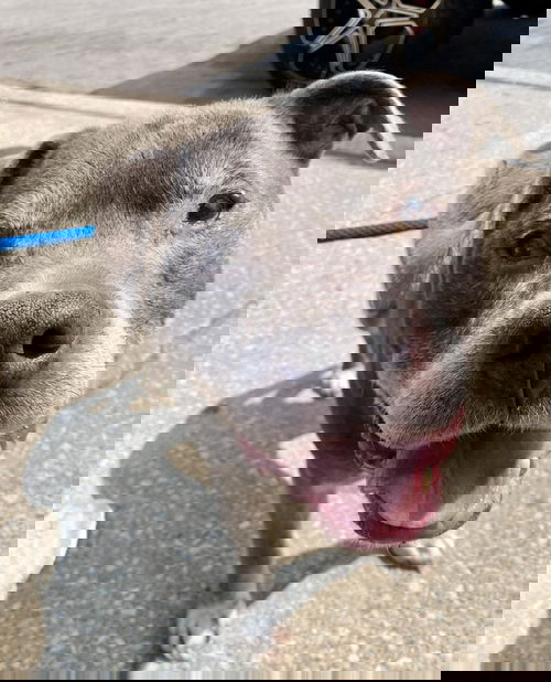 animal-image