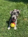 adoptable Dog in  named BJ