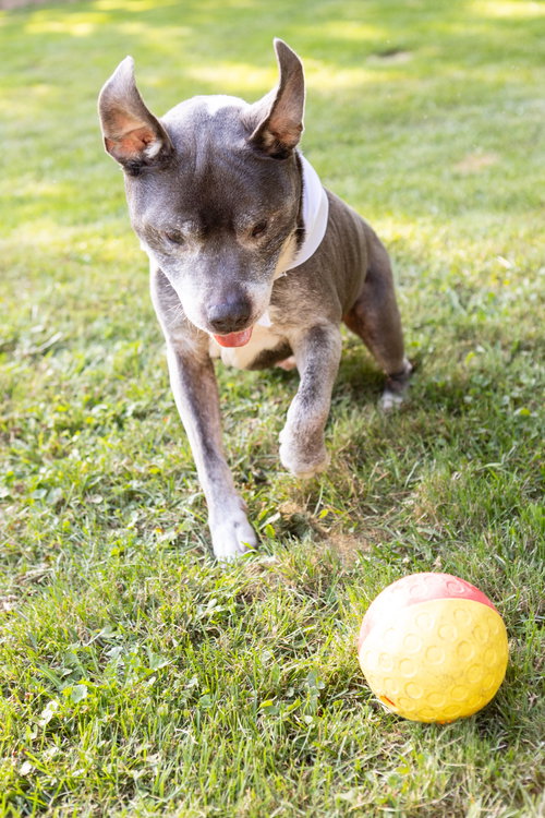 BJ - Staffordshire Bull Terrier available for adoption