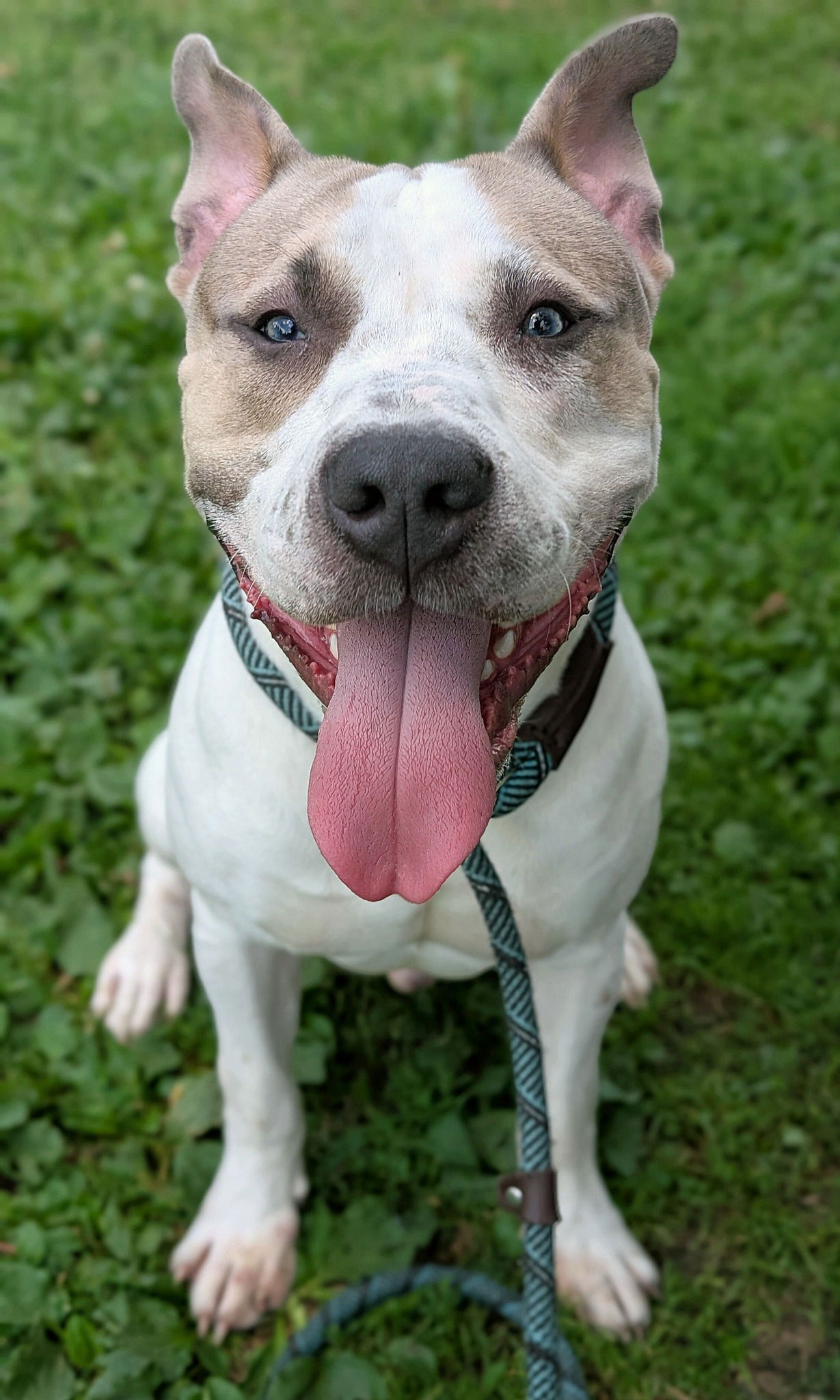 adoptable Dog in Crete, IL named Confucius