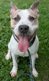 adoptable Dog in  named Confucius