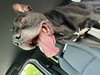 Gramps - Photo 4