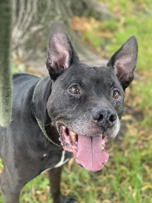 GRAMPS - Pit Bull Terrier available for adoption