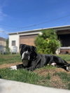 Junior - Photo 1
