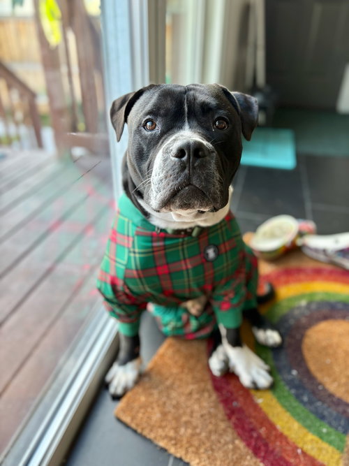 JUNIOR - Pit Bull Terrier available for adoption