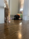 Junior - Photo 3