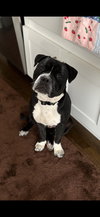 Junior - Photo 5