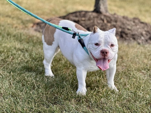 picture of the dog needing adoption