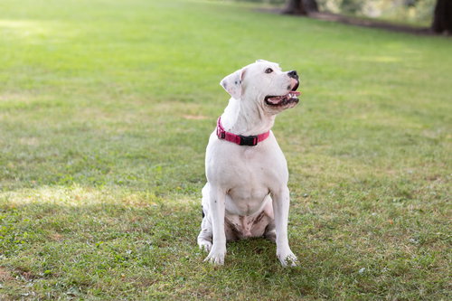 BRYCE - Pit Bull Terrier available for adoption