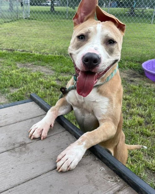 picture of the dog needing adoption