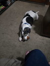 Skeeter - Photo 4