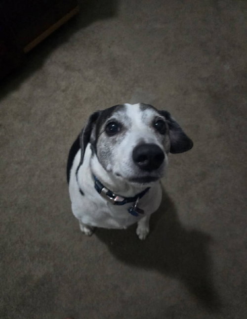 Skeeter, photo 7