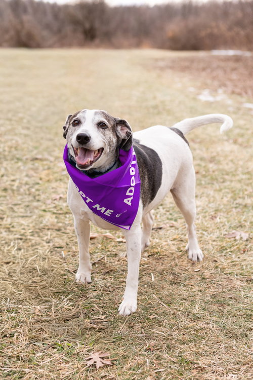 SKEETER - Beagle available for adoption