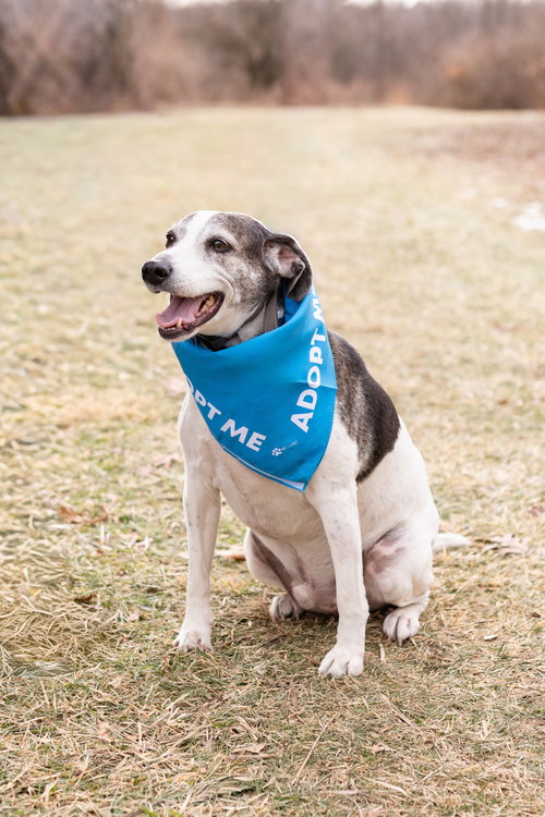 SKEETER - Beagle available for adoption