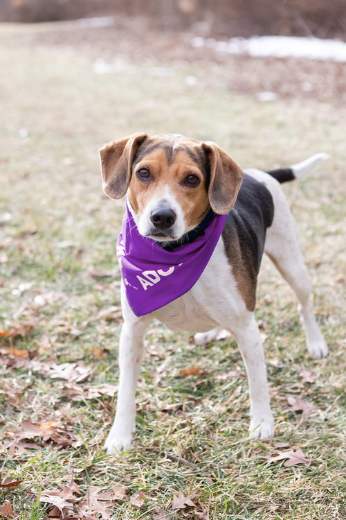 BLUE - Beagle available for adoption