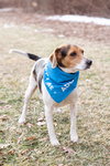 Blue - Photo 3