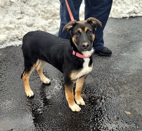 picture of the dog needing adoption