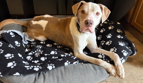 picture of the dog needing adoption