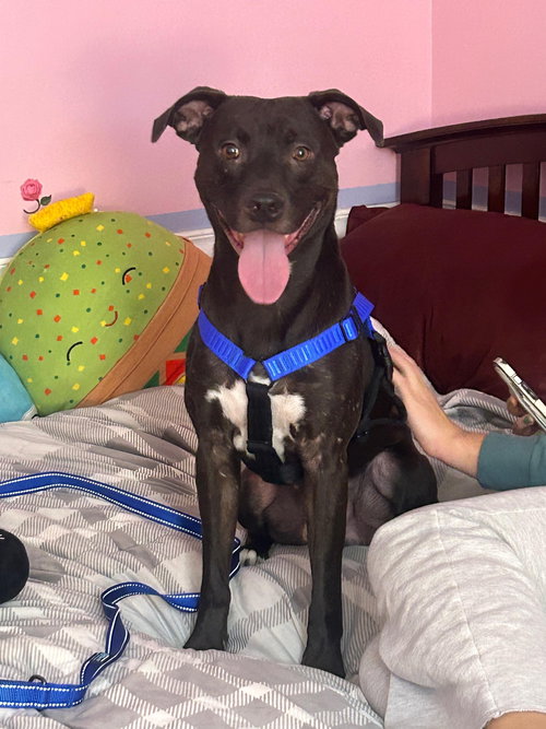 Tic Tac, an adoptable Pit Bull Terrier in Crete, IL