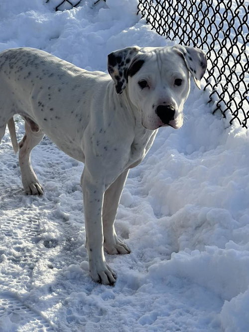Everest, an adoptable Pit Bull Terrier in Crete, IL