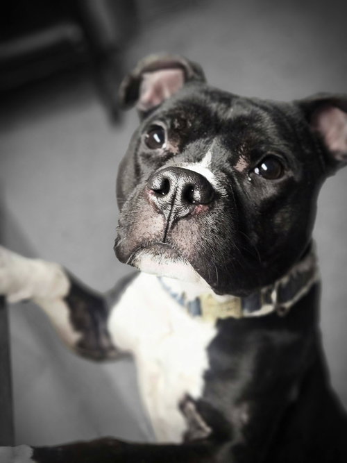 Dugan, an adoptable Pit Bull Terrier in Crete, IL
