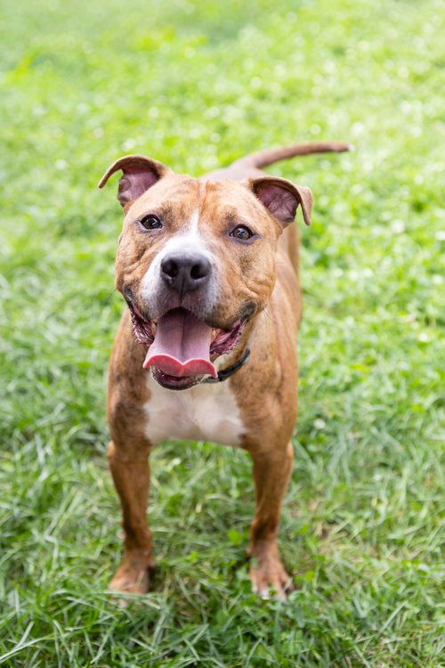 Raphael, an adoptable Pit Bull Terrier in Crete, IL
