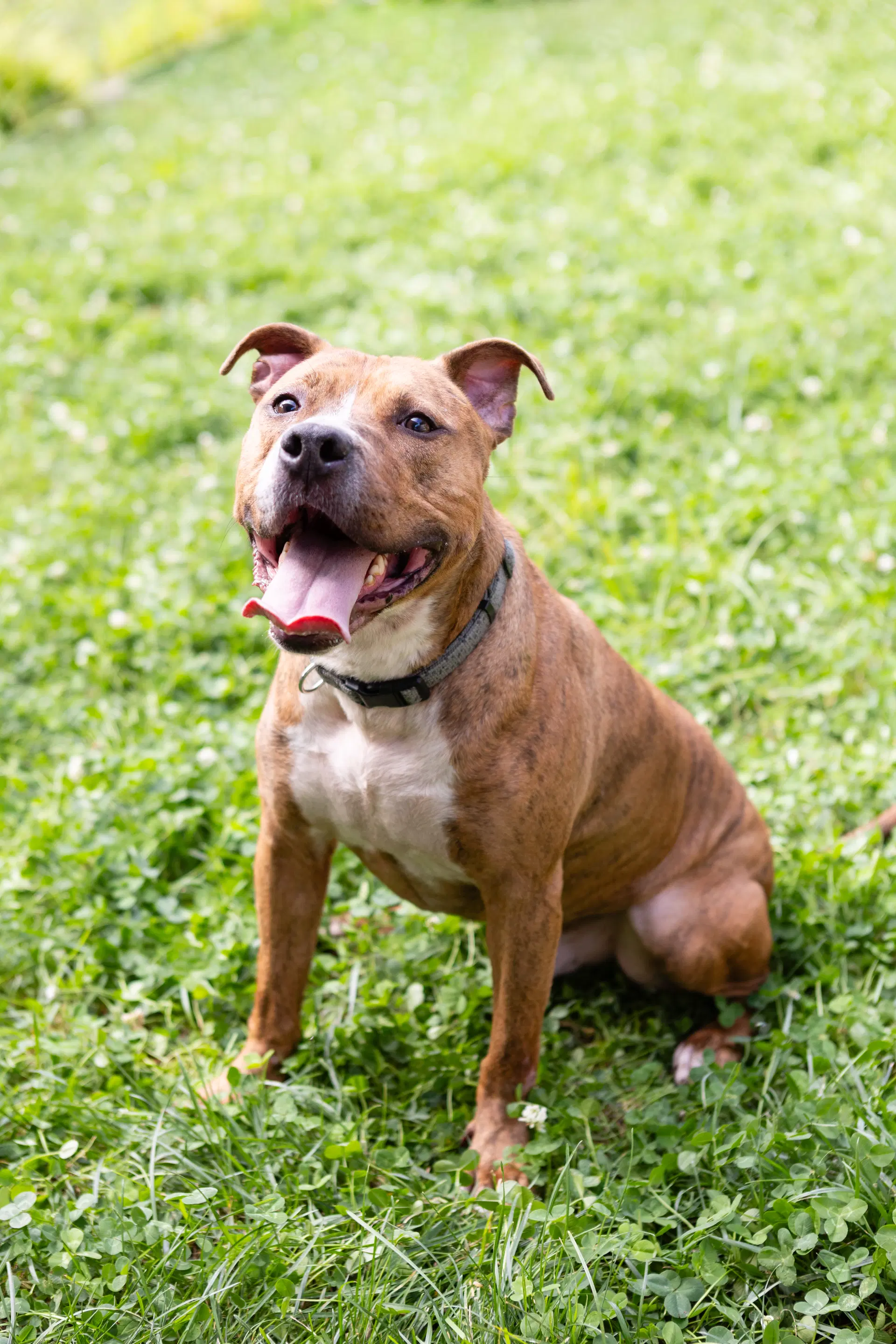 Raphael - Pit Bull Terrier