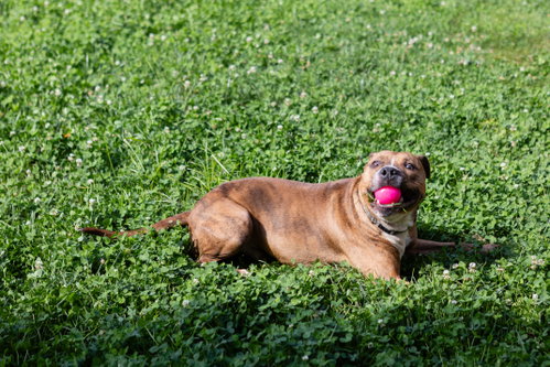 Raphael, photo 12
