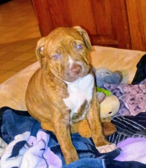 Romeo, an adoptable Bulldog in Crete, IL
