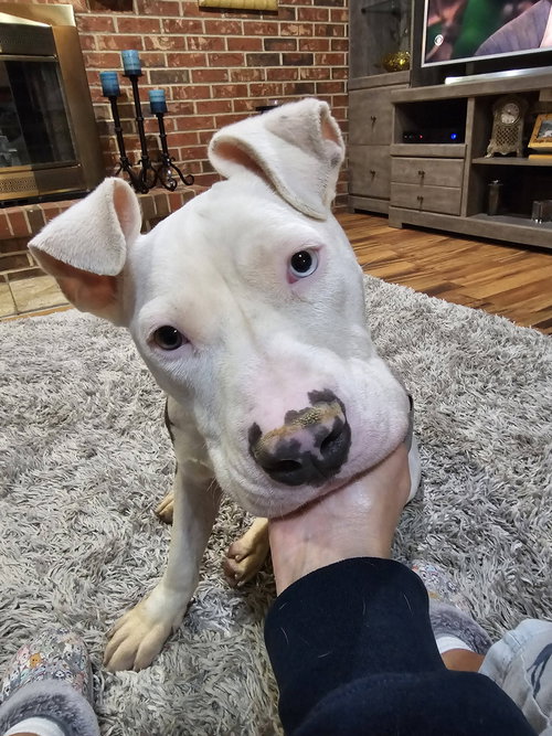 Senor Piggie, an adoptable Pit Bull Terrier in Crete, IL