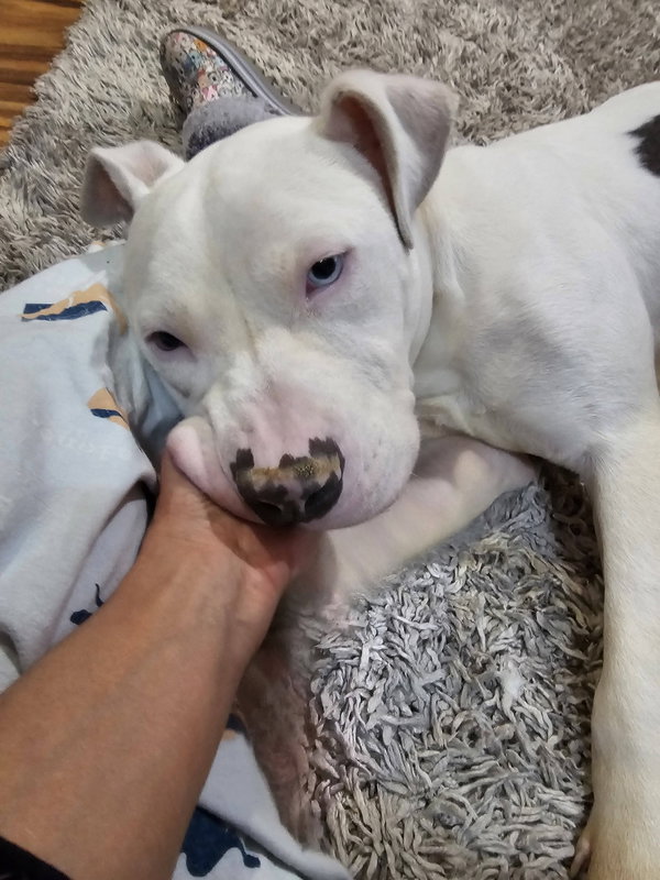 Senor Piggie