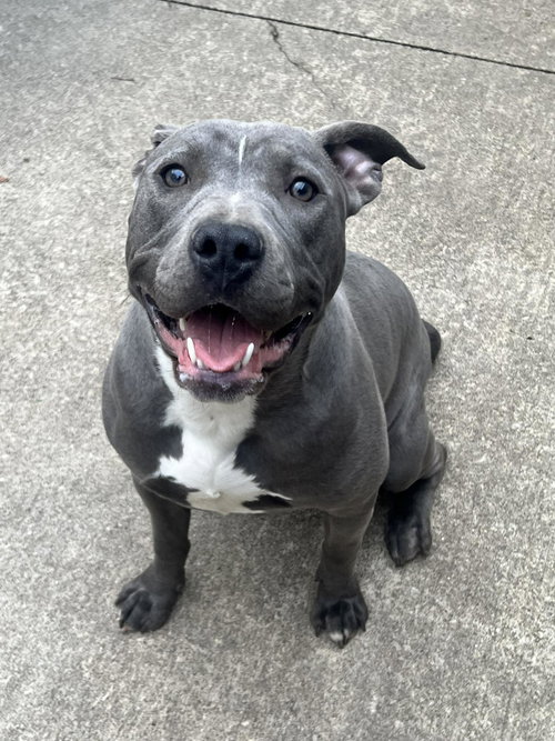 Nerida, an adoptable Pit Bull Terrier in Crete, IL