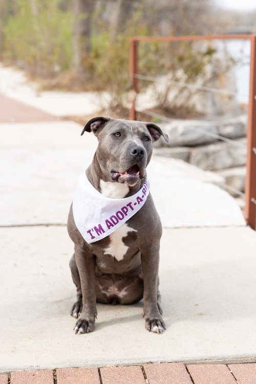 Nerida, an adoptable Pit Bull Terrier in Crete, IL