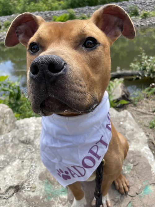 Dexter, an adoptable Pit Bull Terrier in Crete, IL