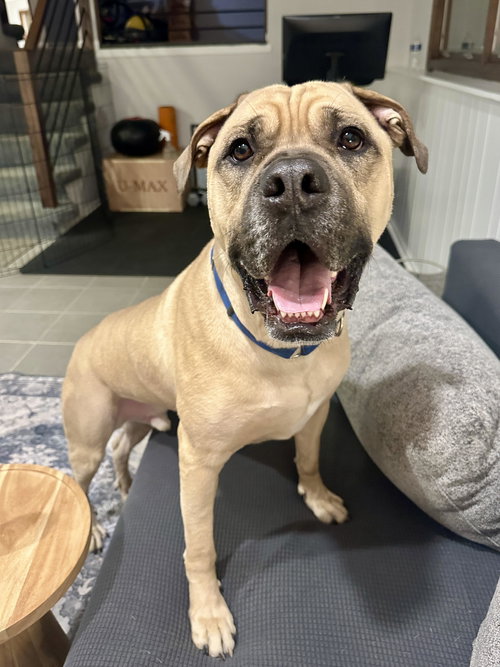 Duke, an adoptable Mastiff in Crete, IL
