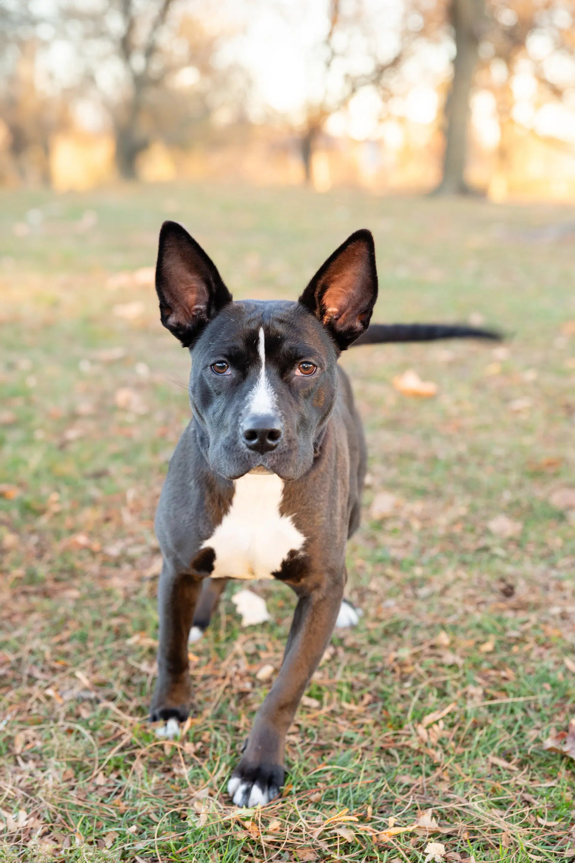 Banderita - Pit Bull Terrier