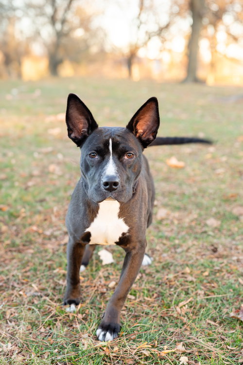 Banderita, an adoptable Pit Bull Terrier in Crete, IL