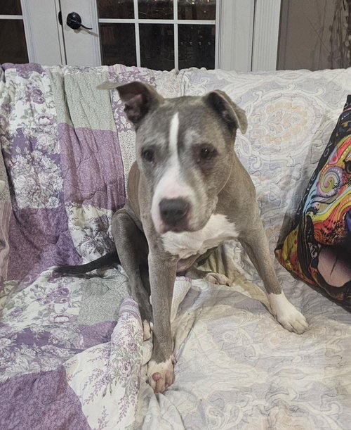 Betty Boop, an adoptable Pit Bull Terrier in Crete, IL