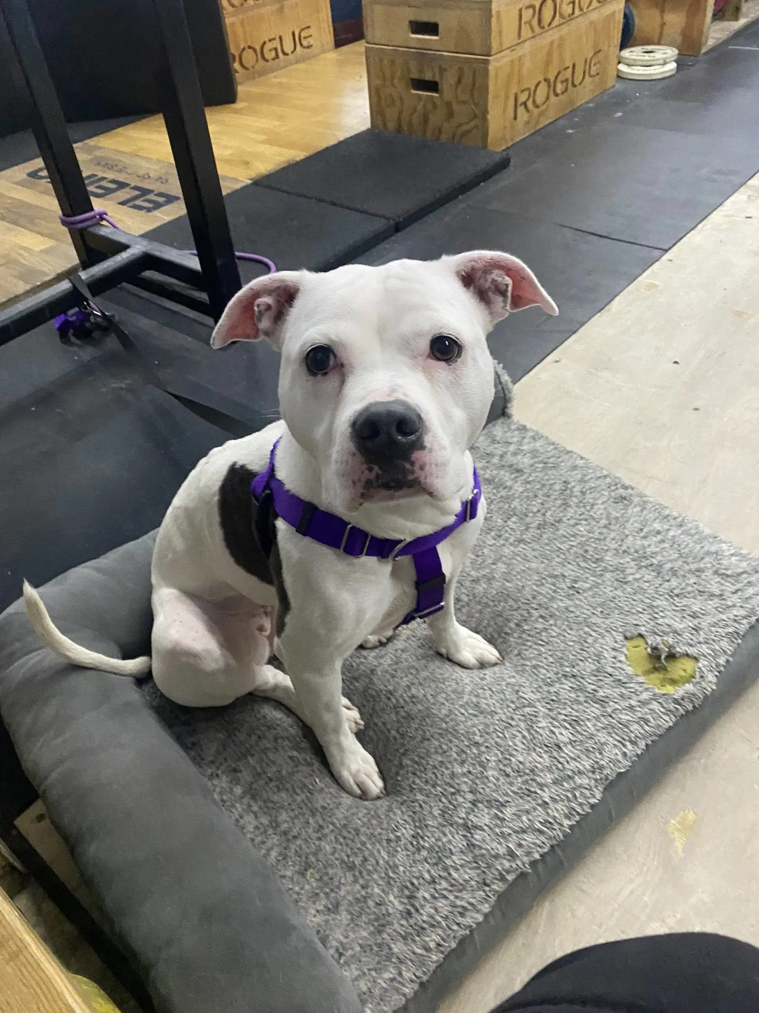 Cortina - Pit Bull Terrier