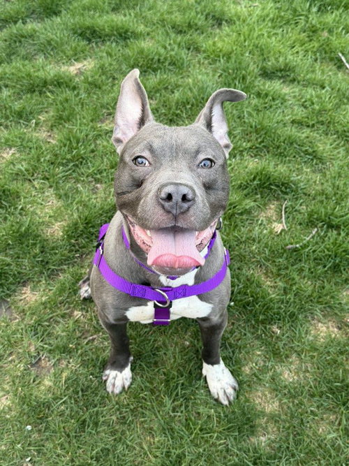 picture of the dog needing adoption