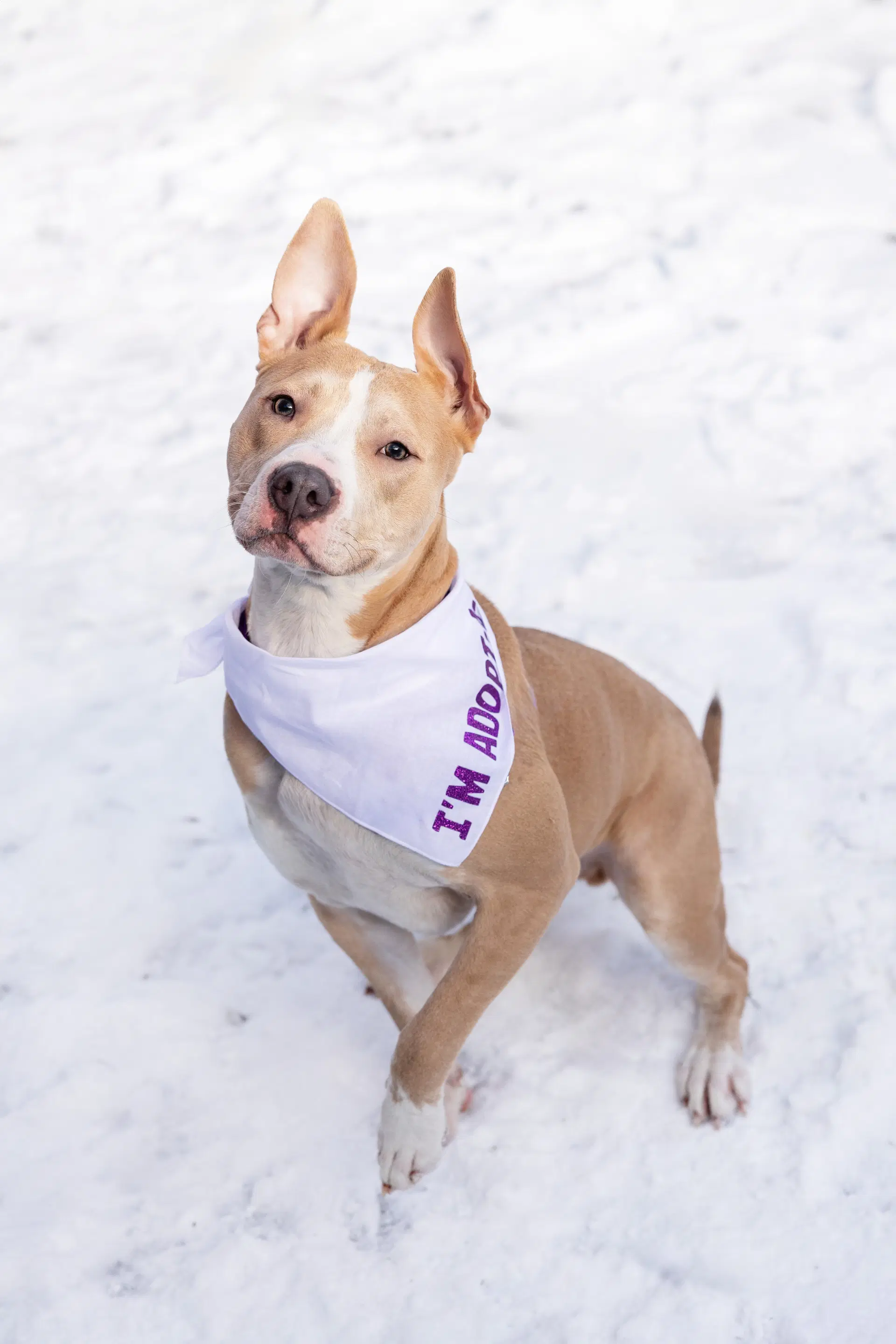 Radar - Pit Bull Terrier