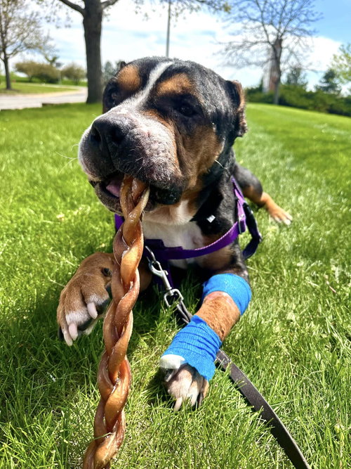 Mila, an adoptable Pit Bull Terrier in Crete, IL