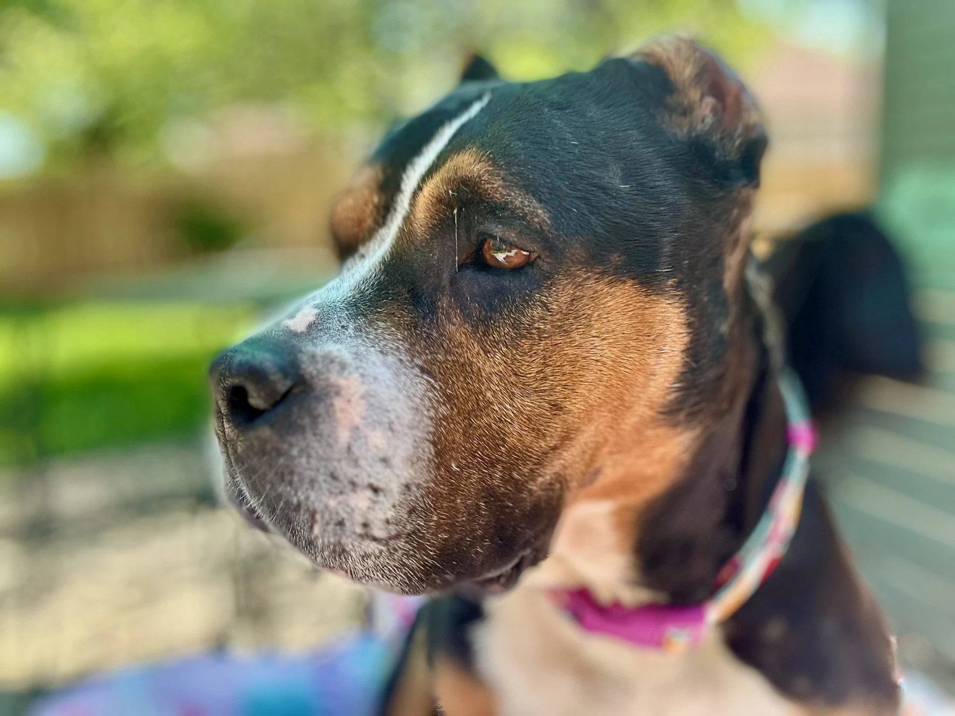 Mila