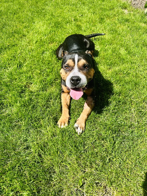 Mila, photo 7