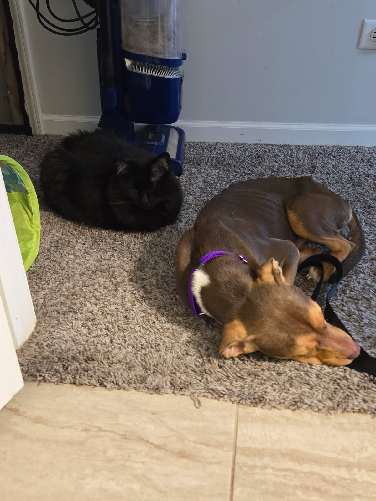 Sally Sue, photo 7