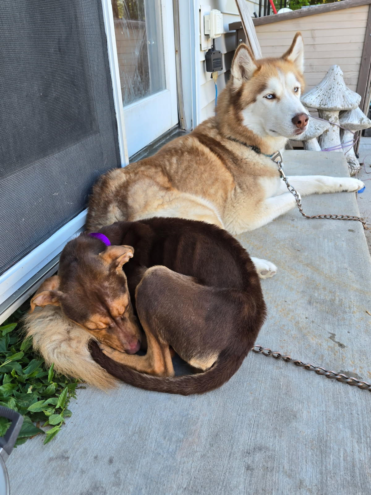 Sally Sue, photo 8