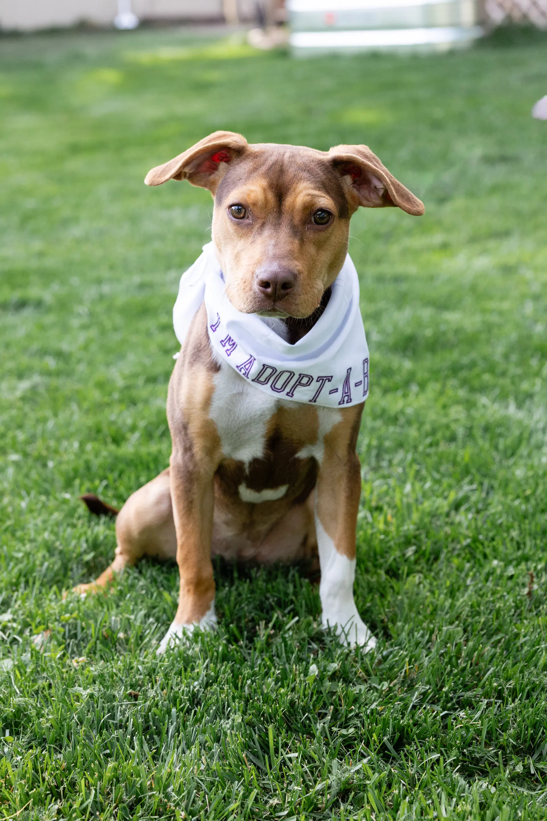 Sally Sue - Pit Bull Terrier